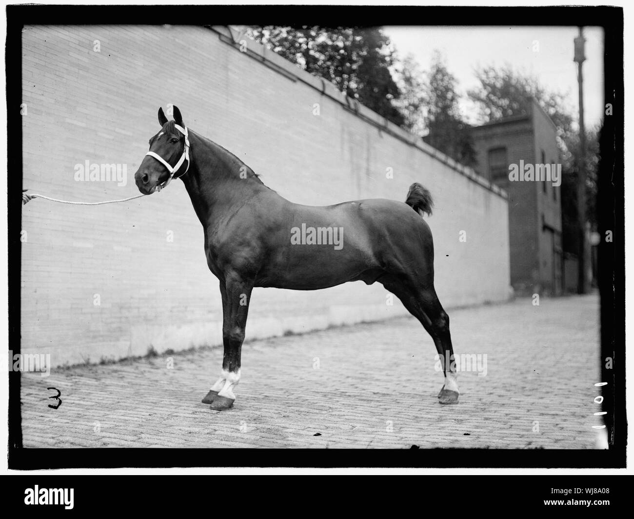 Pferd zeigt. McLEAN PFERDE Stockfoto