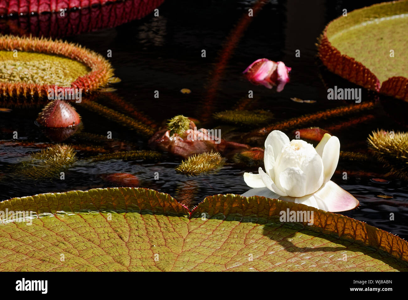 Tagesblühende Seerose, weiß, Knospen, grüne Blätter, kultivierte Blumen, Große Wasserplatten, Natur, Unterwasserstängel, Stockfoto