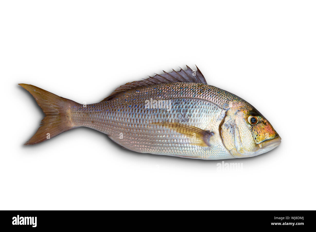 Dentex Dentex Fisch Sparidae aus Mittelmeer isoliert in weiß Stockfoto