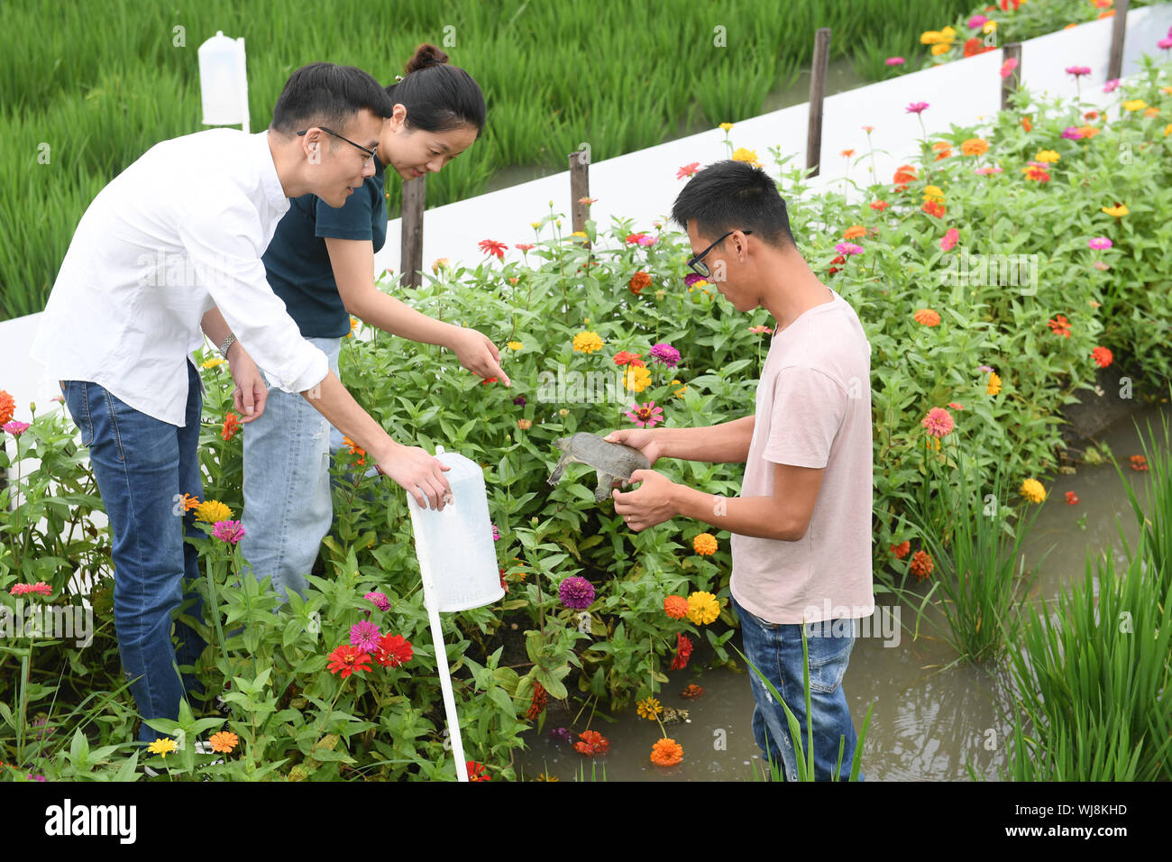 Huzhou, der chinesischen Provinz Zhejiang. 3. Sep 2019. Landwirtschaft Sachverständige (L, C) die Entwicklung eines Chinesischen softshell turtle untersuchen in einem Reisfeld in Huzhou, der ostchinesischen Provinz Zhejiang, Sept. 3, 2019. Die Vorteile von Gebäude eco - landwirtschaftliches System mit Fisch und softshell Schildkröten in Reisfeldern anstelle von Pestiziden und chemischen Düngemitteln, der landwirtschaftlichen Genossenschaft hat hier nicht nur die Methode der Landwirtschaft Produktion verbessert aber auch erhöhte seine Ausgaben. Credit: Weng Xinyang/Xinhua/Alamy leben Nachrichten Stockfoto