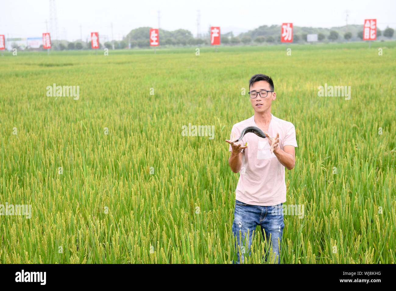 Huzhou, der chinesischen Provinz Zhejiang. 3. Sep 2019. Sun Jianlong, Direktor einer landwirtschaftlichen Genossenschaft, untersucht das Wachstum von einem Fisch in einem Reisfeld in Huzhou, der ostchinesischen Provinz Zhejiang, Sept. 3, 2019. Die Vorteile von Gebäude eco - landwirtschaftliches System mit Fisch und softshell Schildkröten in Reisfeldern anstelle von Pestiziden und chemischen Düngemitteln, der landwirtschaftlichen Genossenschaft hat hier nicht nur die Methode der Landwirtschaft Produktion verbessert aber auch erhöhte seine Ausgaben. Credit: Weng Xinyang/Xinhua/Alamy leben Nachrichten Stockfoto