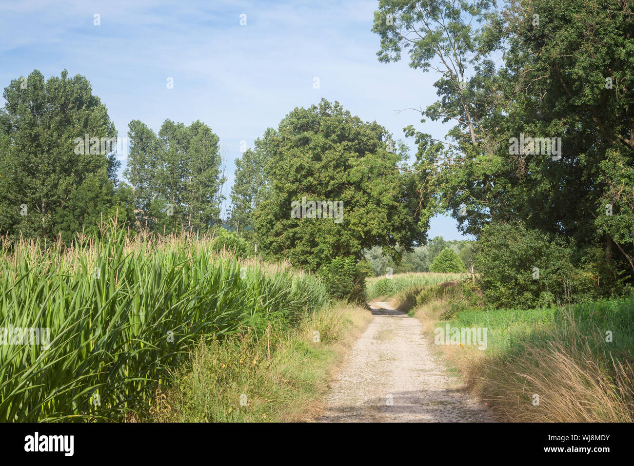 Typisch französische dirt road, einen Weg in die Landschaft von Frankreich, mit Pflanzen und Felder bereit, in einem landwirtschaftlich genutzten Gebiet des Landes duri geerntet zu werden. Stockfoto