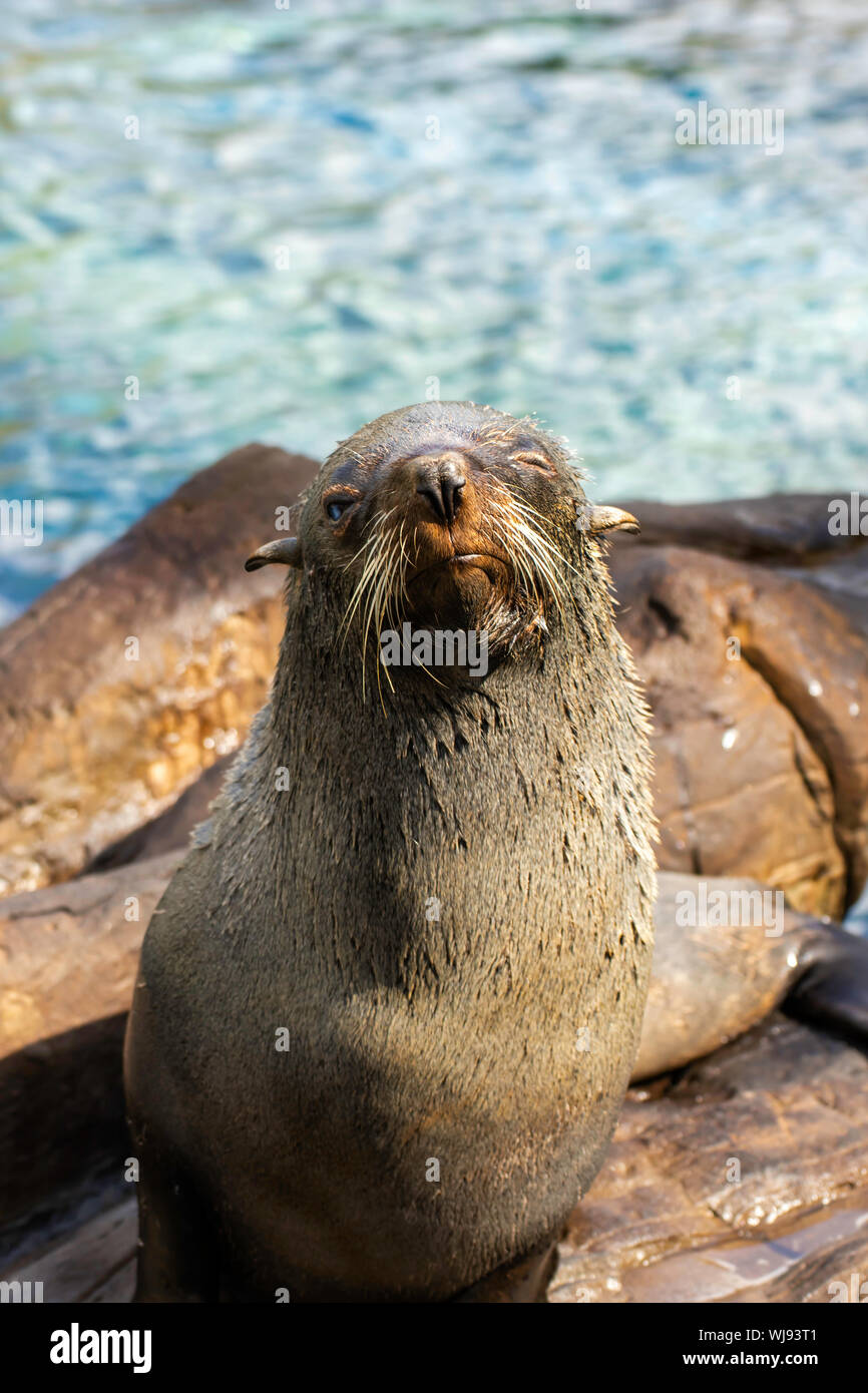 Winking Südamerikanischen Fell Dichtung warten auf das Essen im 'Küste' in Torquay, Devon, Großbritannien Stockfoto