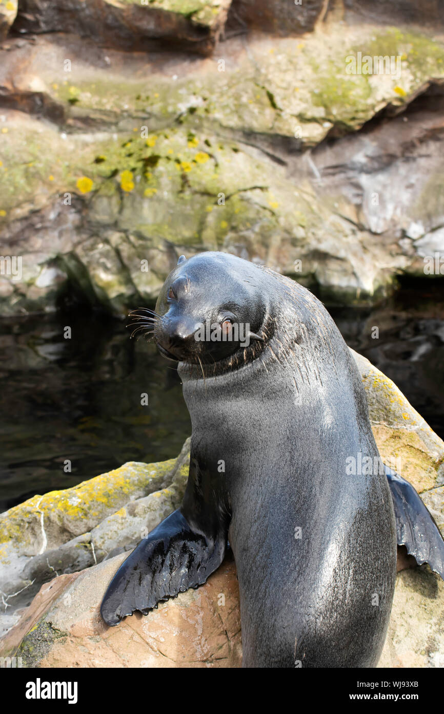 Südamerikanische Fell Dichtung warten auf das Essen im 'Küste' in Torquay, Devon, Großbritannien Stockfoto