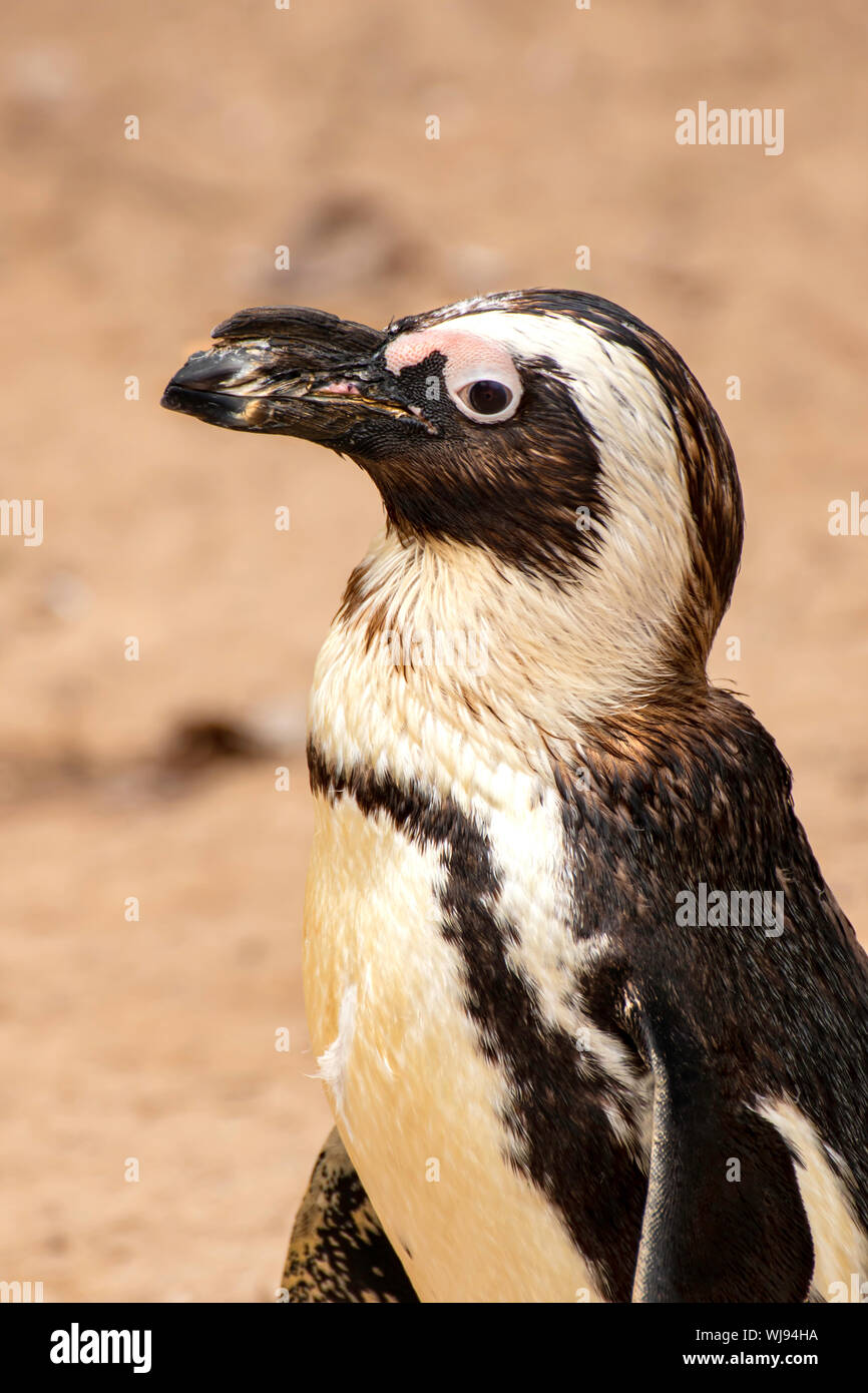 Afrikanische Pinguin am 'Living Coasts" in Torquay, Denon, Großbritannien Stockfoto