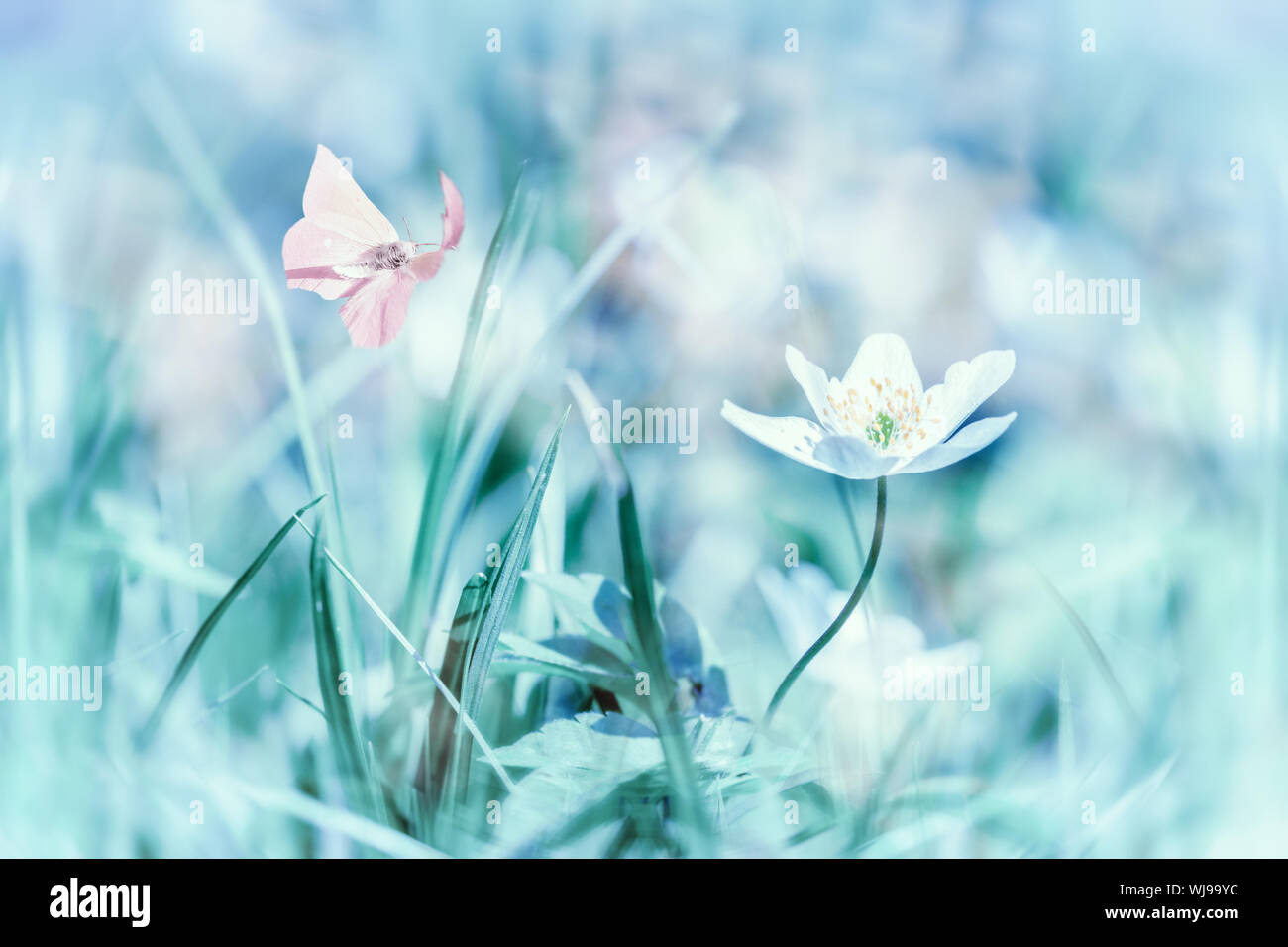 Traumhafte Weisse Feder Anemone Blume Blute Gras Schmetterling Nahaufnahme Fruhling Blumen Grusskarte Vorlage Zarte Schone Romantische Kunstlerische Getont Stockfotografie Alamy