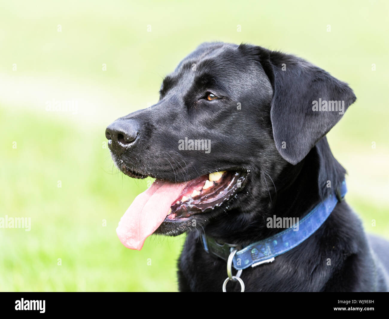 Ein schwarzer Labrador Retriever Kopf Nahaufnahme. Stockfoto