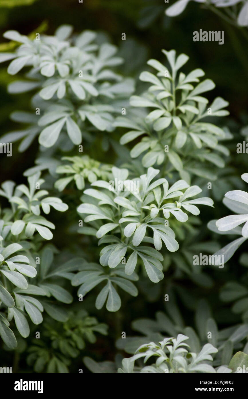 Gemeinsame rue (Ruta graveolens, Kraut der Gnade) Pflanze Zweig  Heilpflanze. Frische rue Blatt im grünen Garten. Rue Kraut oder Ruta  graveolens bläuliche Blätter Stockfotografie - Alamy