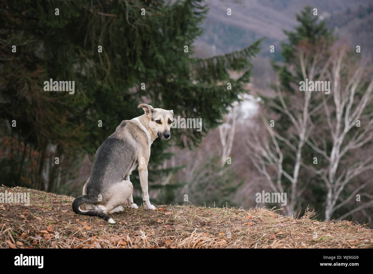 Das Aussehen einer grauen Hund. Frühling im Wald Stockfoto