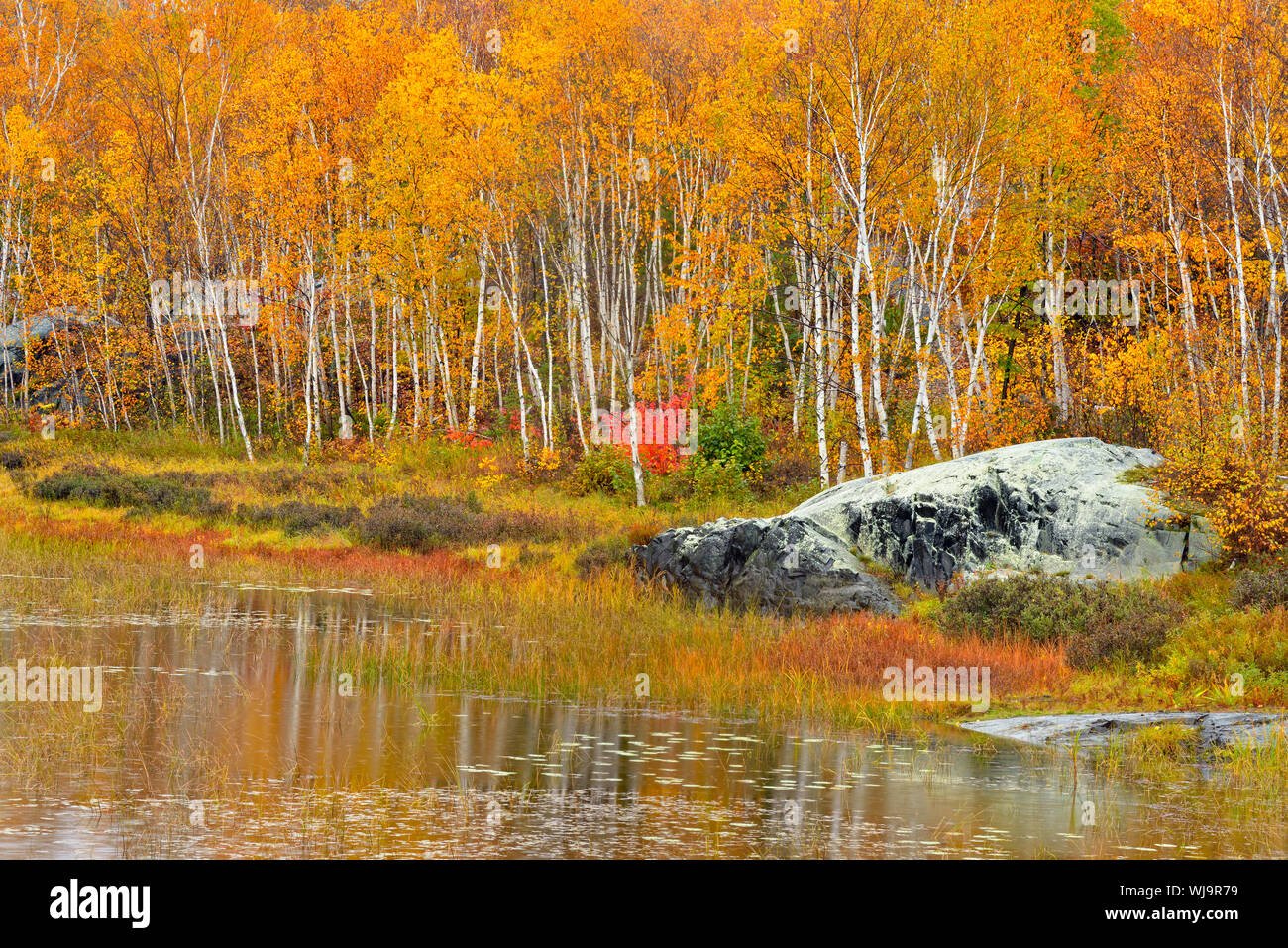 Herbst Wald (Birke und Ahorn) in ein Biber Teich, Greater Sudbury, Ontario, Kanada wider Stockfoto