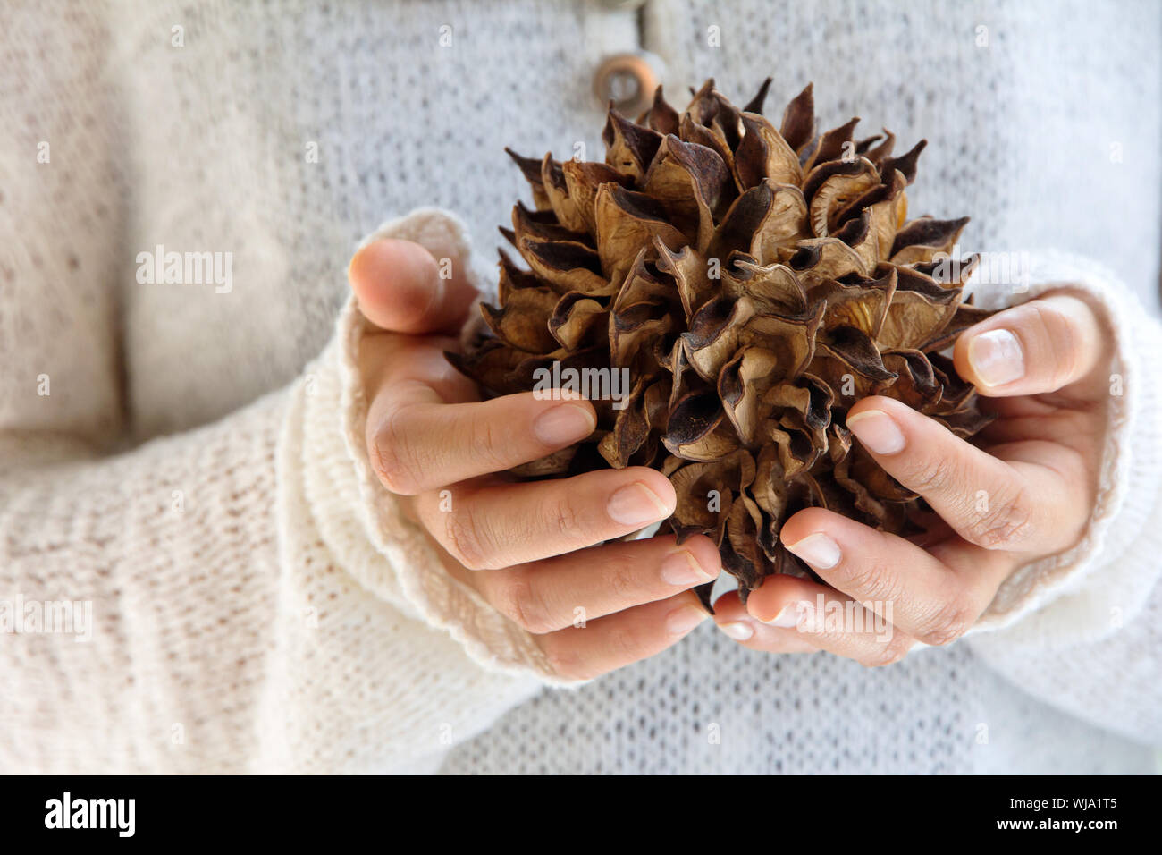 Hand halten stacheligen Naturholz Stockfoto