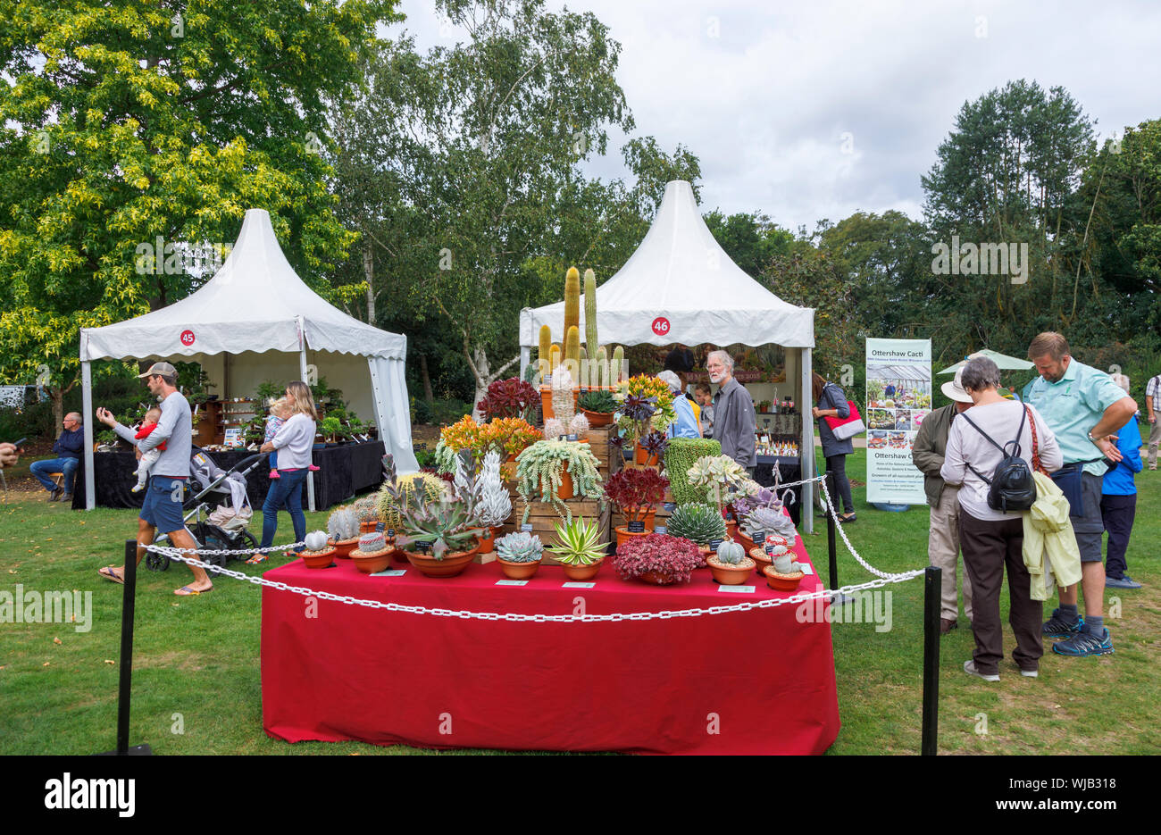 Stall und Anzeige von Kakteen und Sukkulenten im September 2019 Wisley Garden Flower Show an RHS Garden Wisley, Surrey, South East England Stockfoto