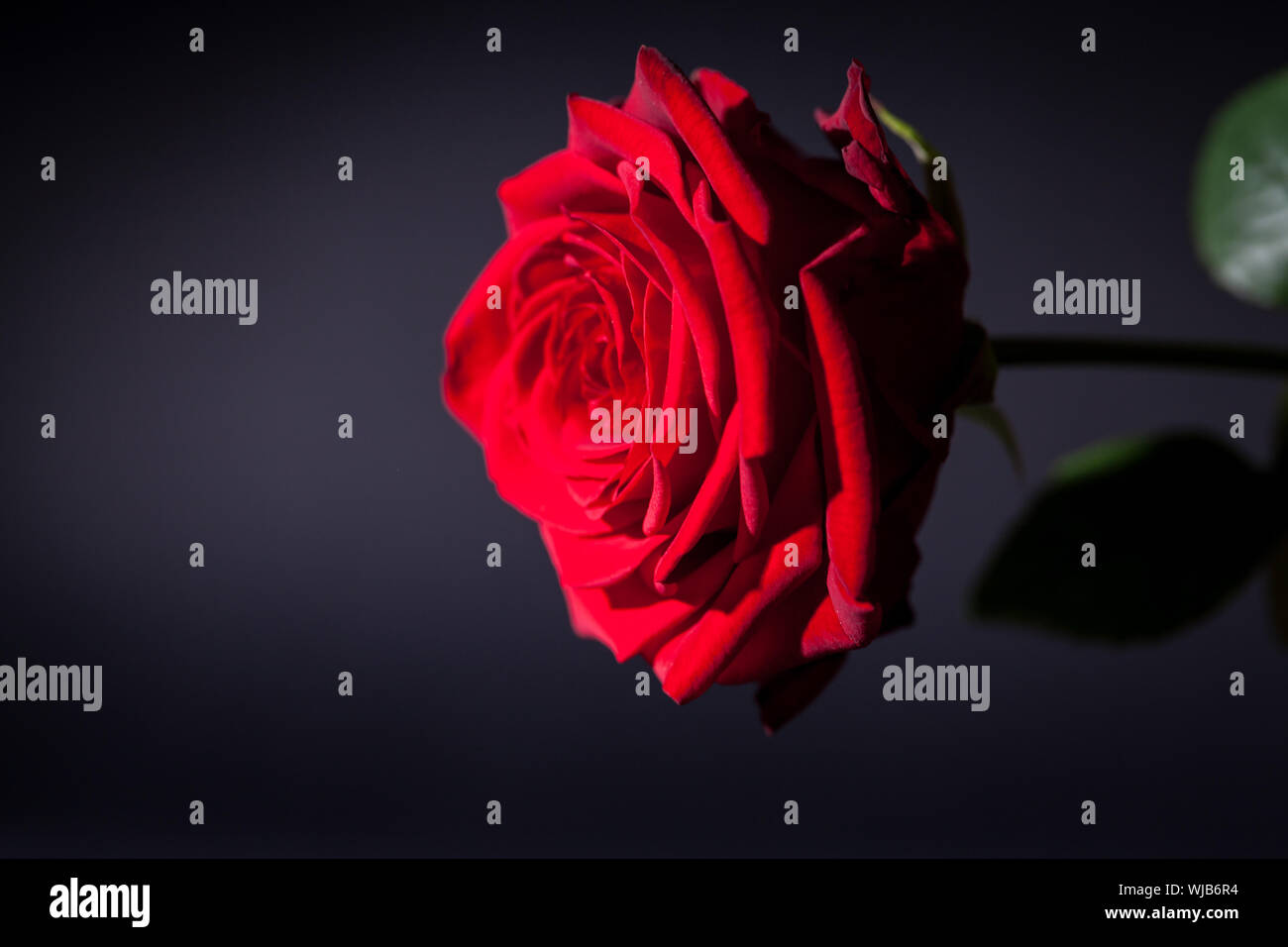 schöne rote rose Blume auf schwarzem Hintergrund Stockfoto