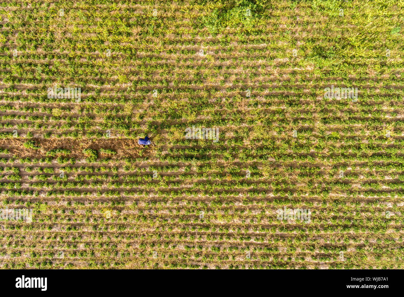 Bauer Ernte Erdnüsse Pflanzen in großen grünen Erdnuss Erntegut Stockfoto