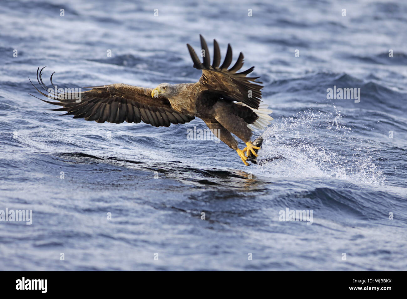 Seeadler, Haliaeetus albicilla, Fische zu fangen, Stockfoto