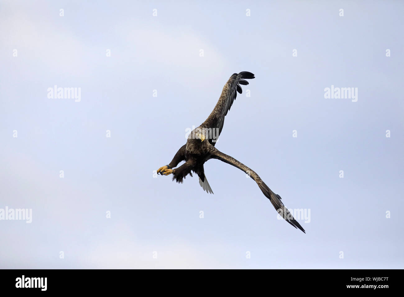 Seeadler, Haliaeetus albicilla, fest drehen Stockfoto