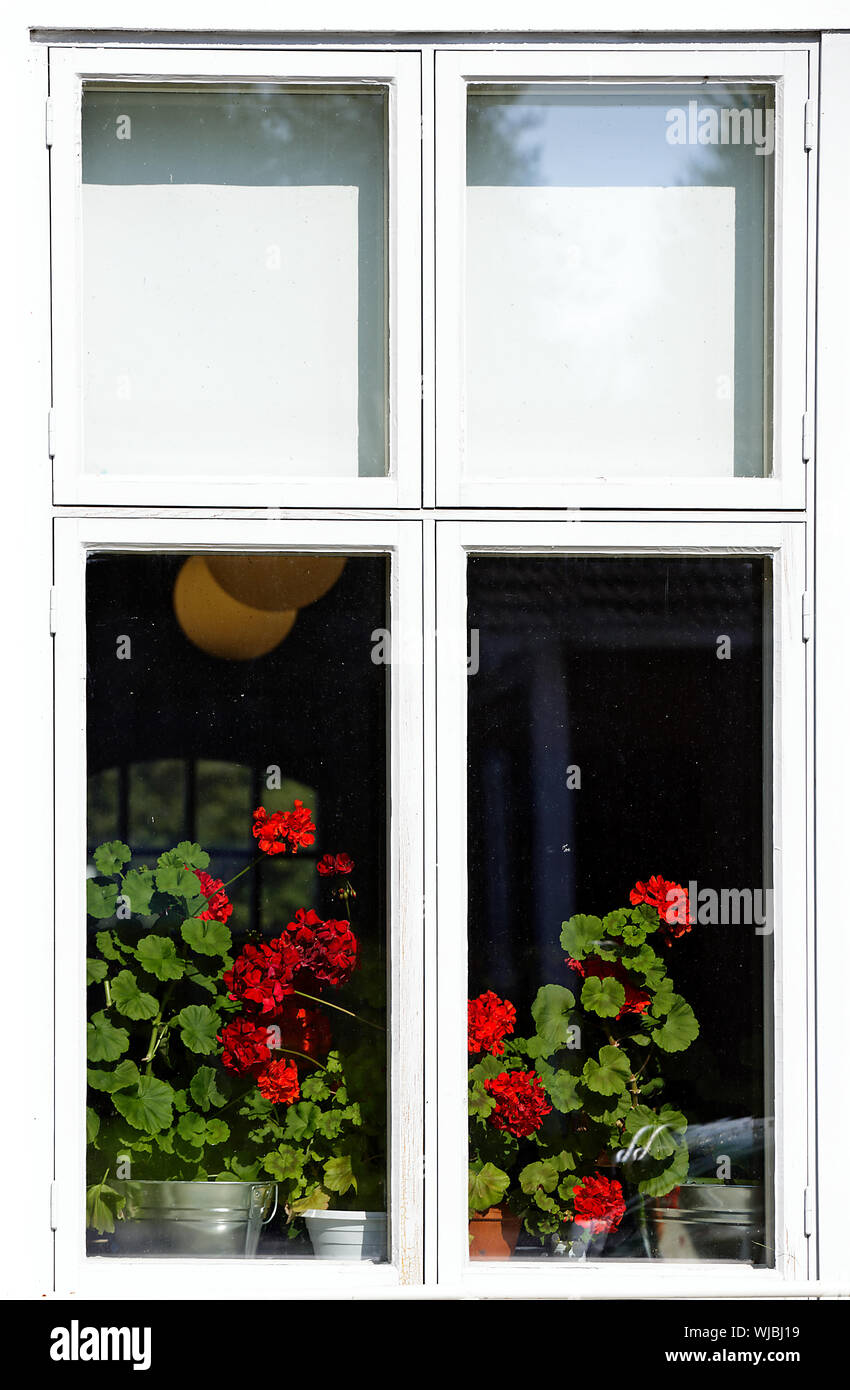 Einen schönen roten Geranien blühen hinter einem alten weißen Fenster Stockfoto
