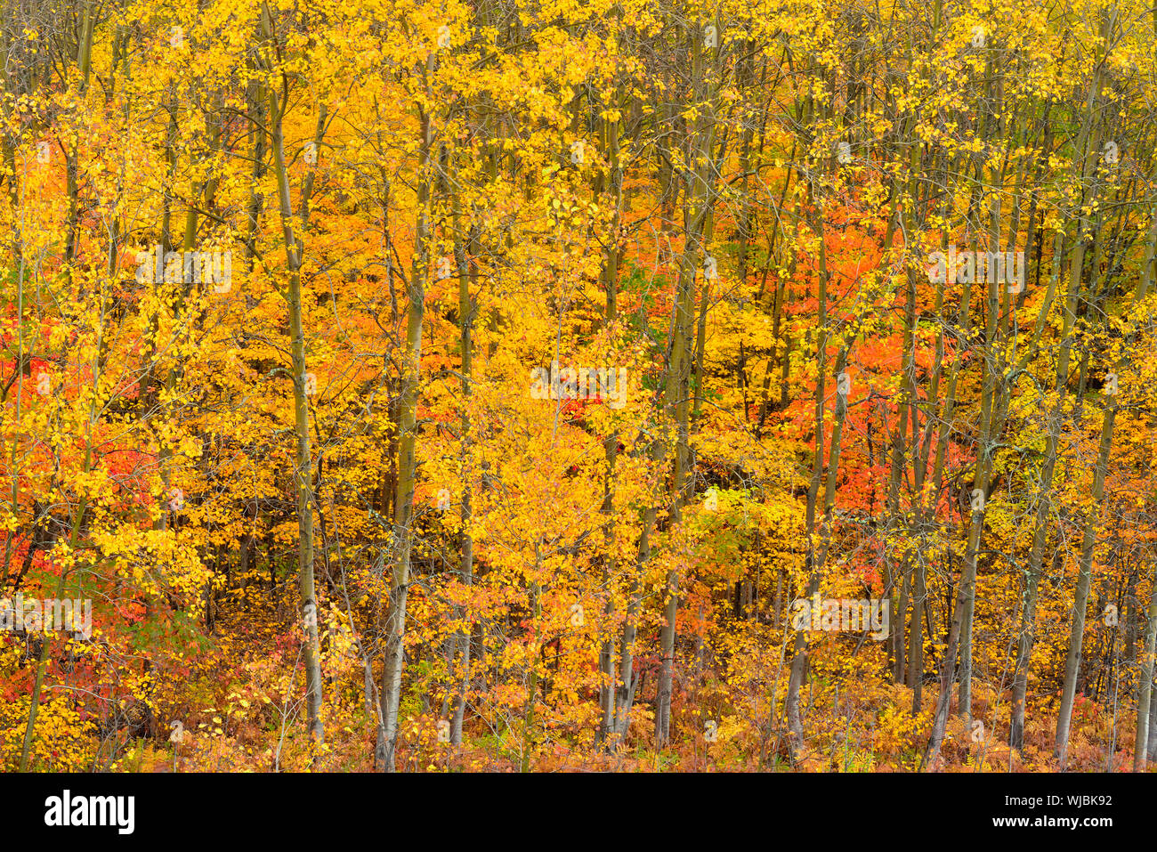 Herbst aspen Laub mit Red ma [le, Greater Sudbury, Ontario, Kanada maple im Unterwuchs, Greater Sudbury, Ontario, Kanada Stockfoto