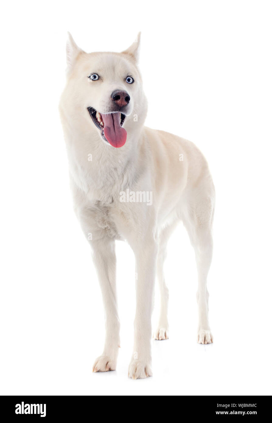 Porträt von ein schöne reinrassige Siberian husky Stockfoto