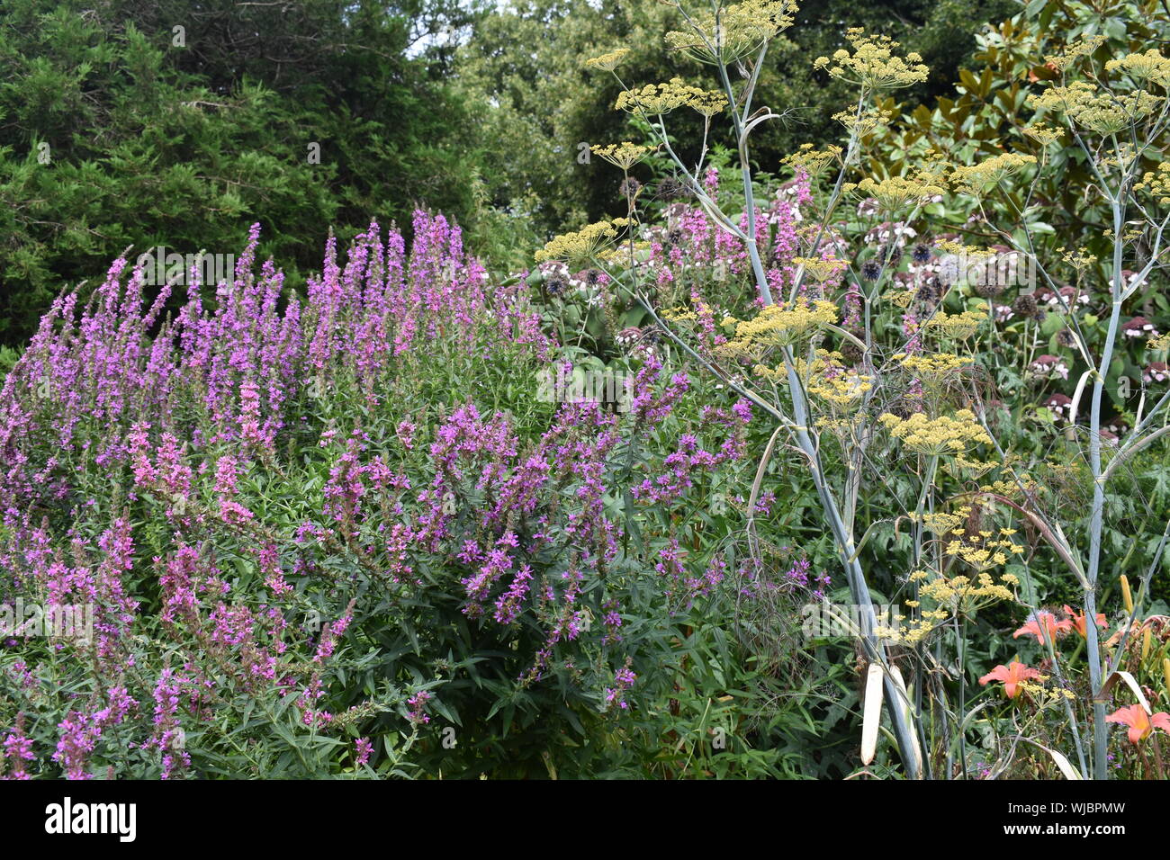 Wildblumen in einem natürlichen Garten Stockfoto