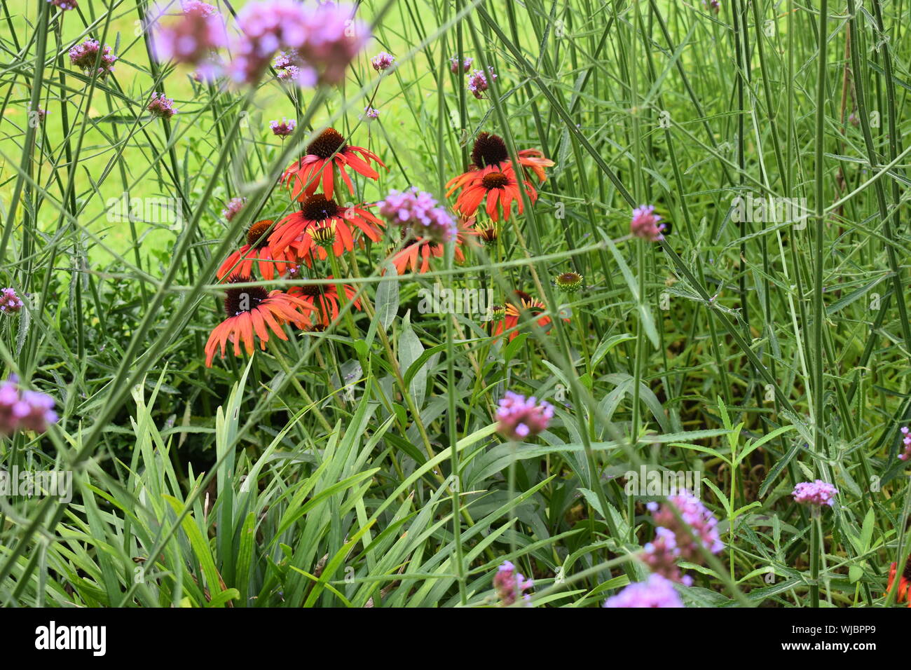 Echinacea wild wachsenden unter Eisenkraut Pflanzen in einem wilden Garten. Stockfoto