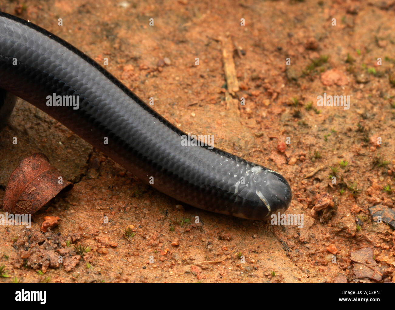 White-bellied blinde Schlange, die Tiere Argyrophis Stockfoto