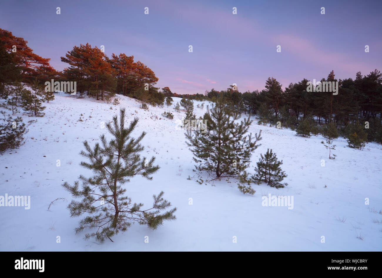 Twilights im Winter Nadelwald, Gelderland, Niederlande Stockfoto