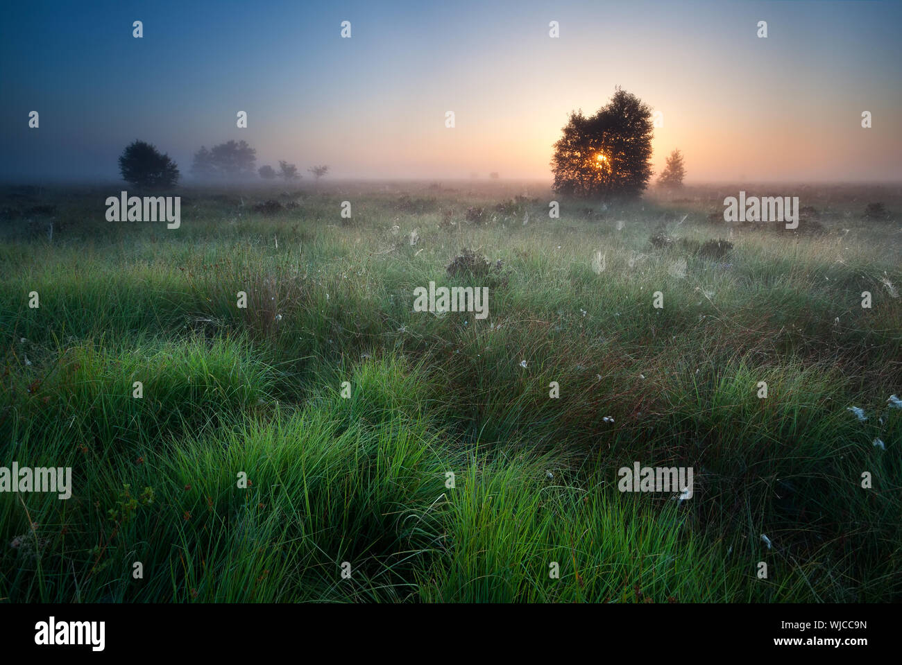 nebligen Sonnenaufgang über dem Sumpf mit Anfang Ans Wollgras Stockfoto