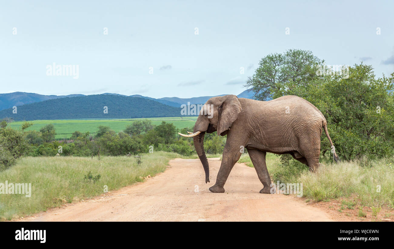 African bush Elephant Crossing Schotterstraße Safari im Krüger Nationalpark, Südafrika; Specie Loxodonta africana Familie der Elephantidae Stockfoto