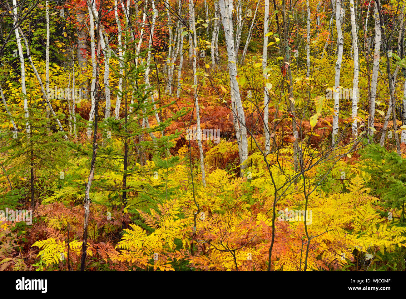 Eine Birke woodlot mit Herbst Farne im Unterwuchs, Greater Sudbury, Ontario, Kanada Stockfoto