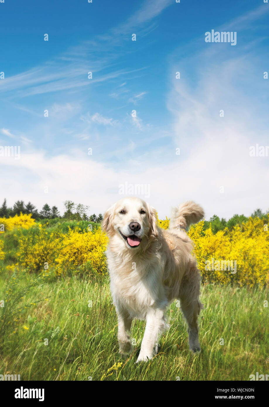 Süßer Hund auf einer Wiese im Sommer mit gelben Büschen unter einem blauen Himmel Stockfoto