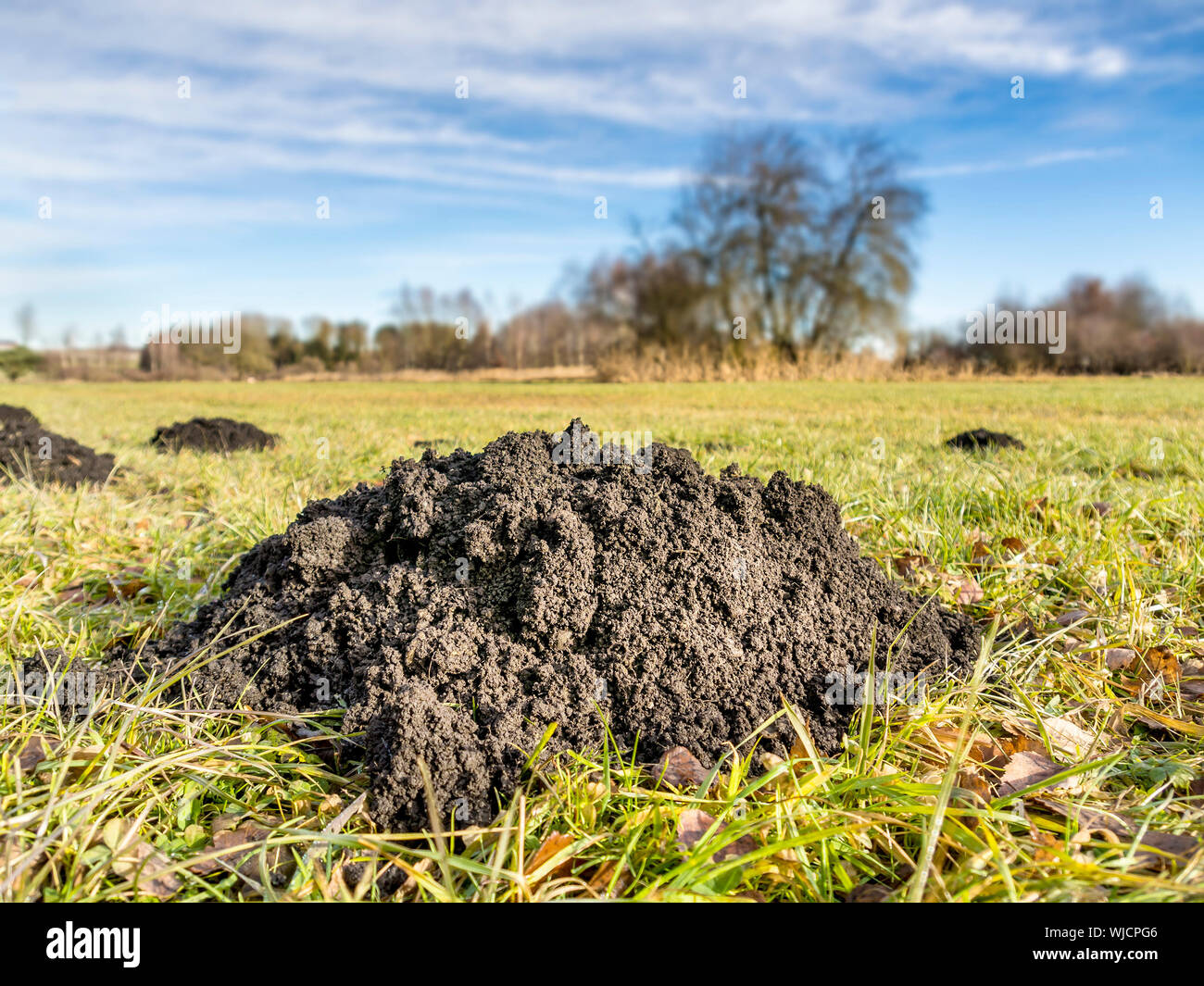 Maulwurfshügel auf der grünen Wiese in einer Landschaft mit Bäumen Stockfoto