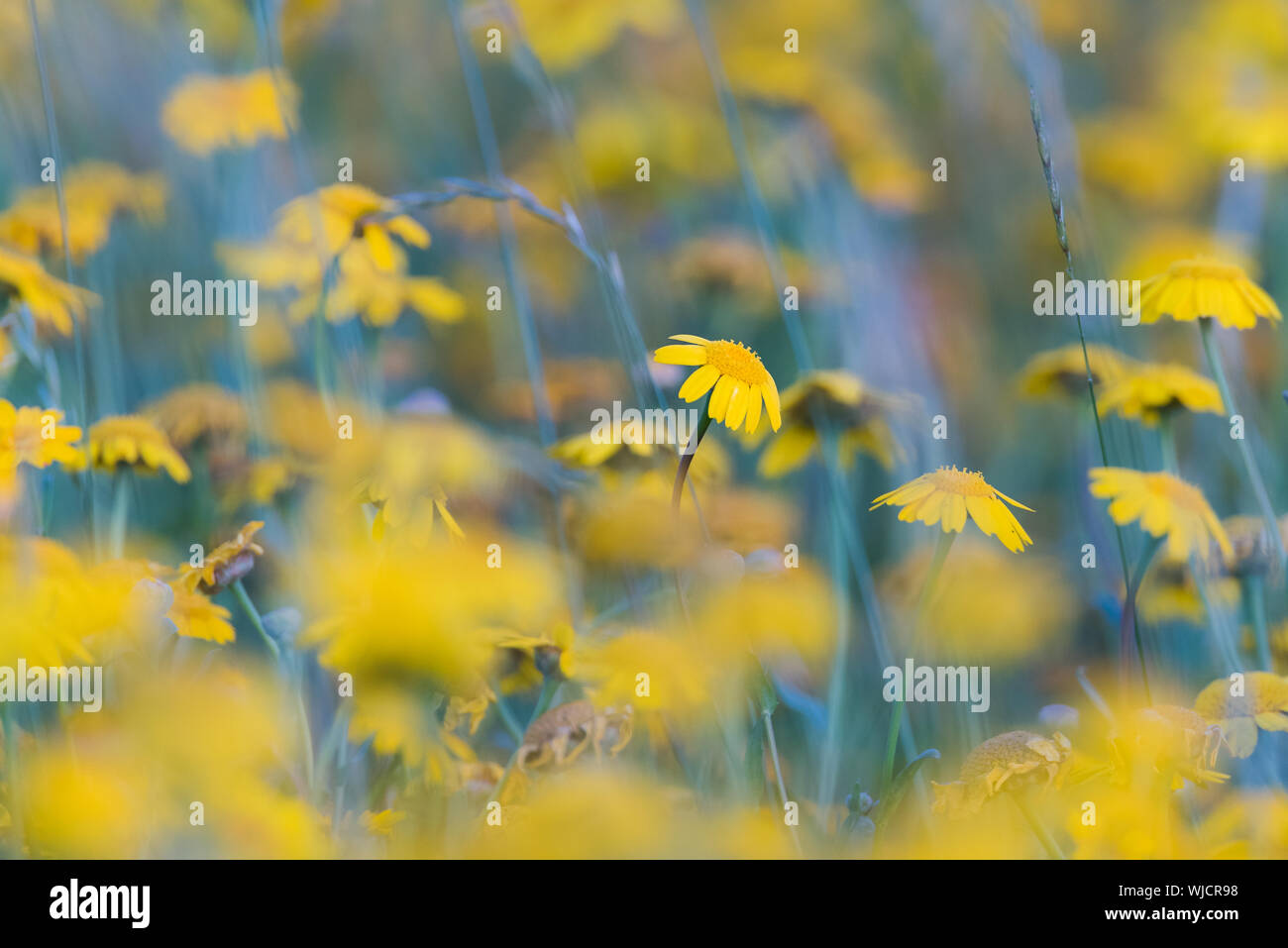 Gelb Wilde Blumenwiese, engen Fokus, weiche künstlerisches Bild. Stockfoto