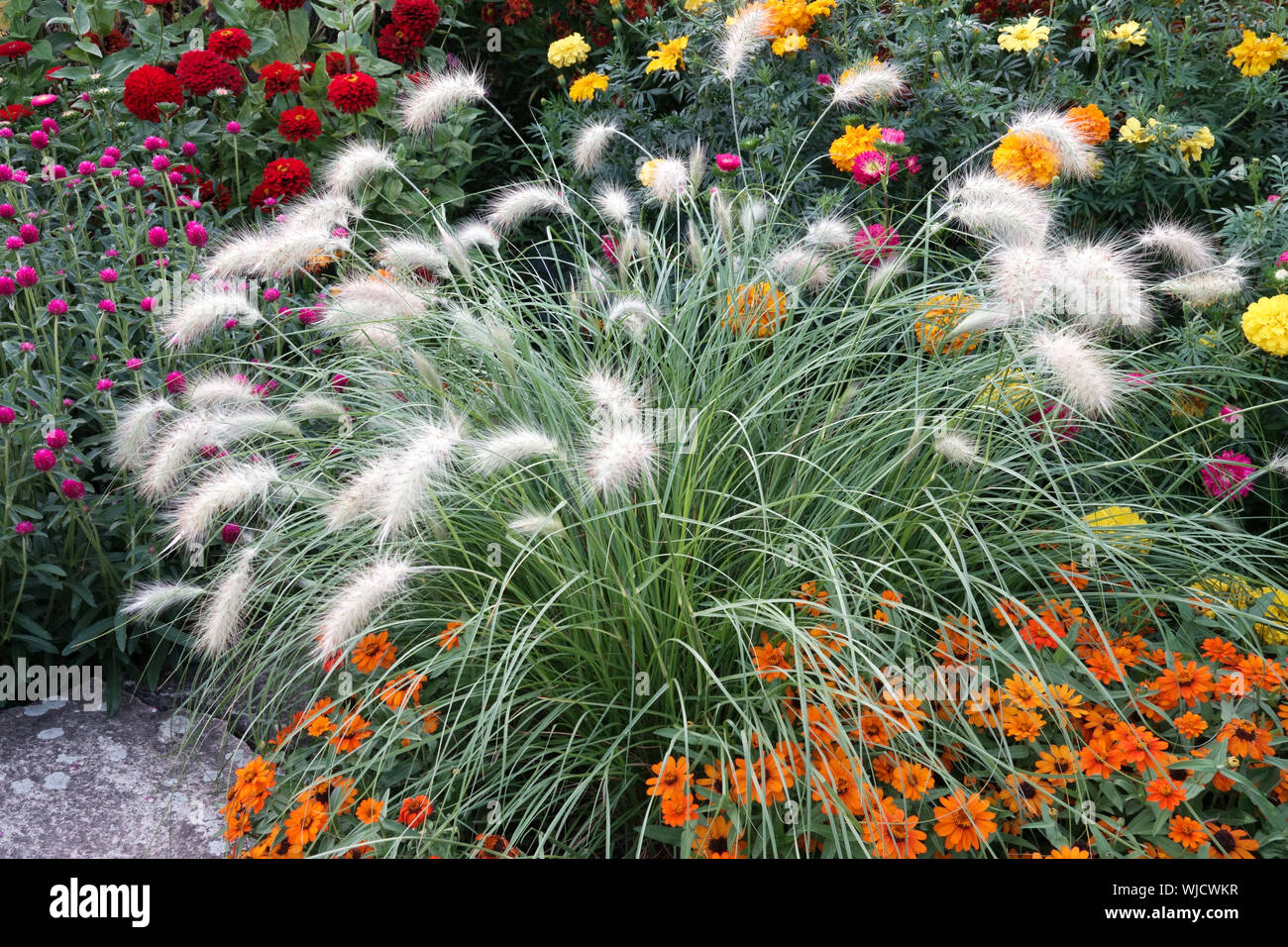 Farbenfrohe Gartenblumen umgeben von Pennisetum Villosum Feathertop Fountain Grass Red Zinnias Marigolds Herbstgras Stockfoto