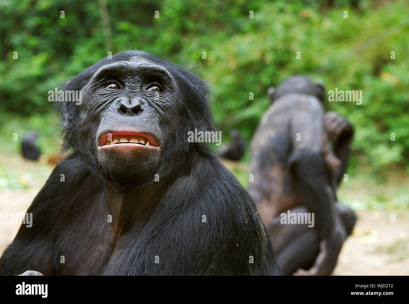 Traurig schimpanse Bonobo (Pan paniscus) Portrait. In kurzer Entfernung, aus der Nähe. Der bonobo (Pan paniscus) Früher pygmy Schimpanse genannt Stockfoto