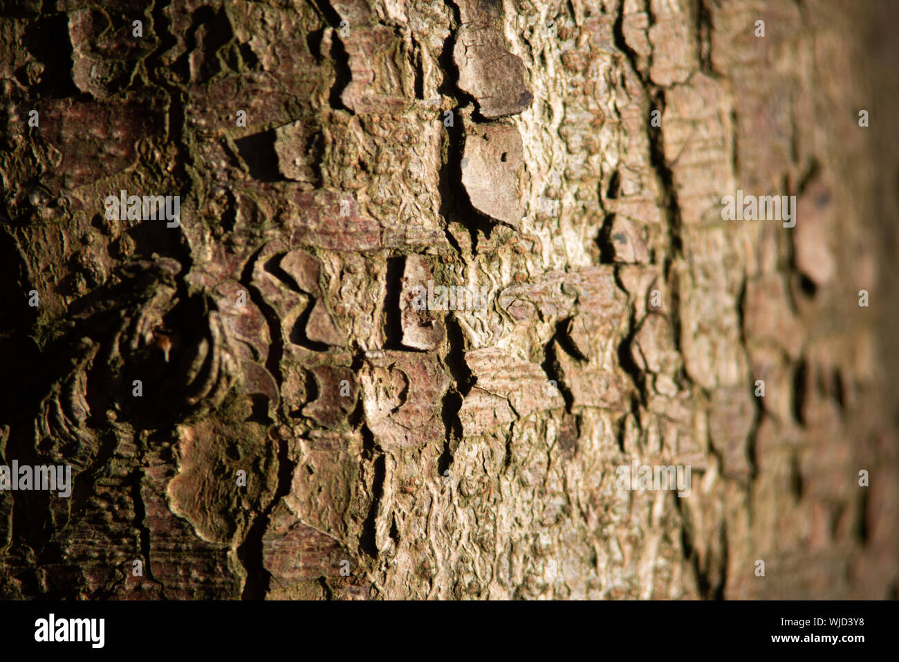 Baumrinde, abgestufte Licht. Textur. Stockfoto