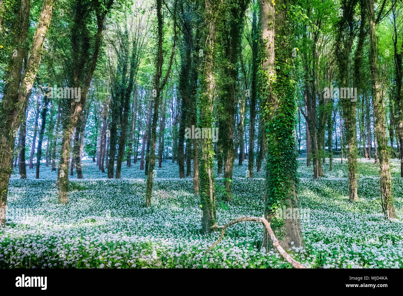 Woodland Szene mit dicken Teppich blühender Knoblauch bei starker Sonneneinstrahlung. Stockfoto