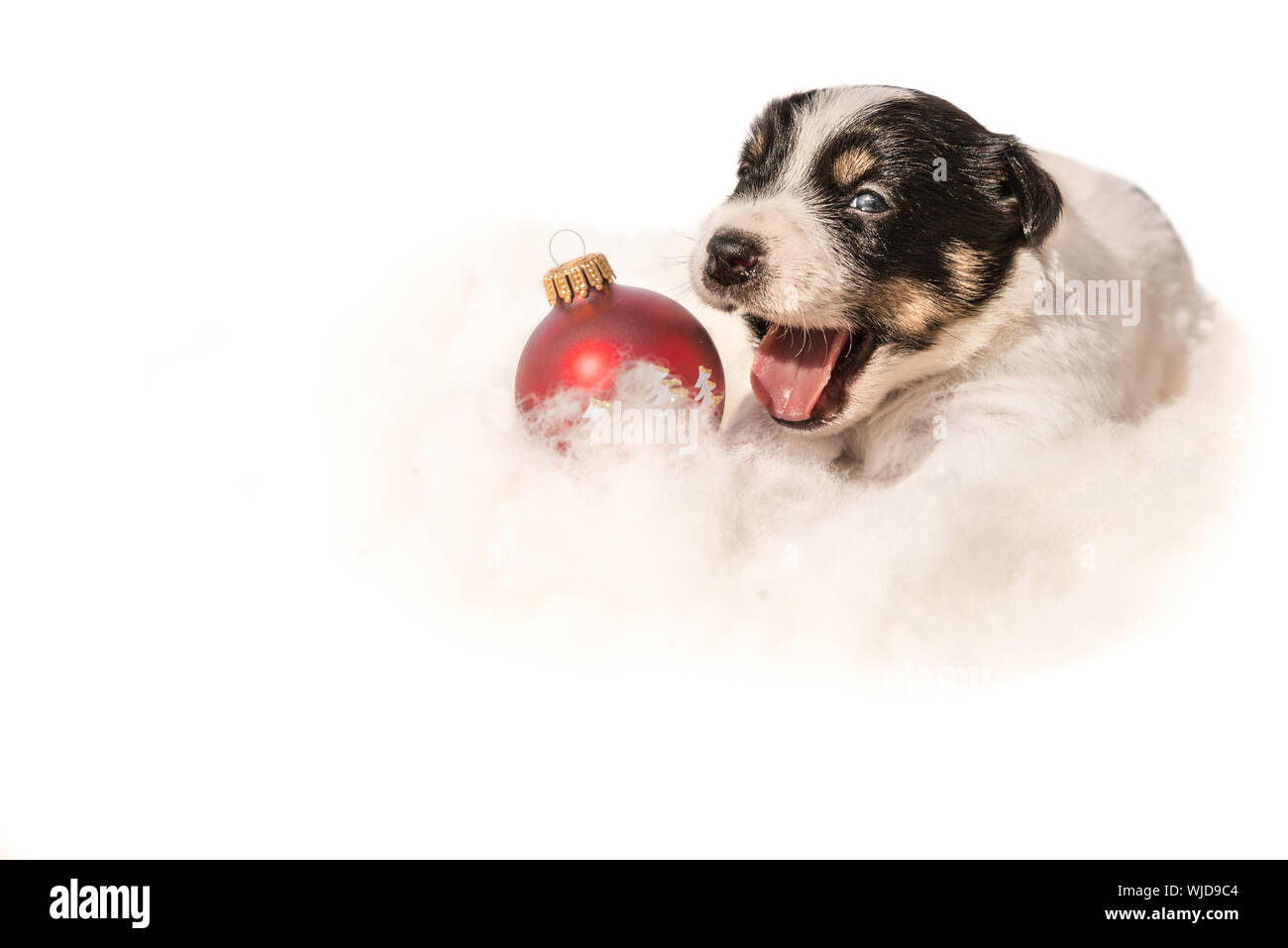 Neugeborene Weihnachten Jack Russell Terrier Welpe Hund liegt auf einer Wolke. Hund liegt vor weißem Hintergrund. Hund hat seinen Mund öffnen Stockfoto