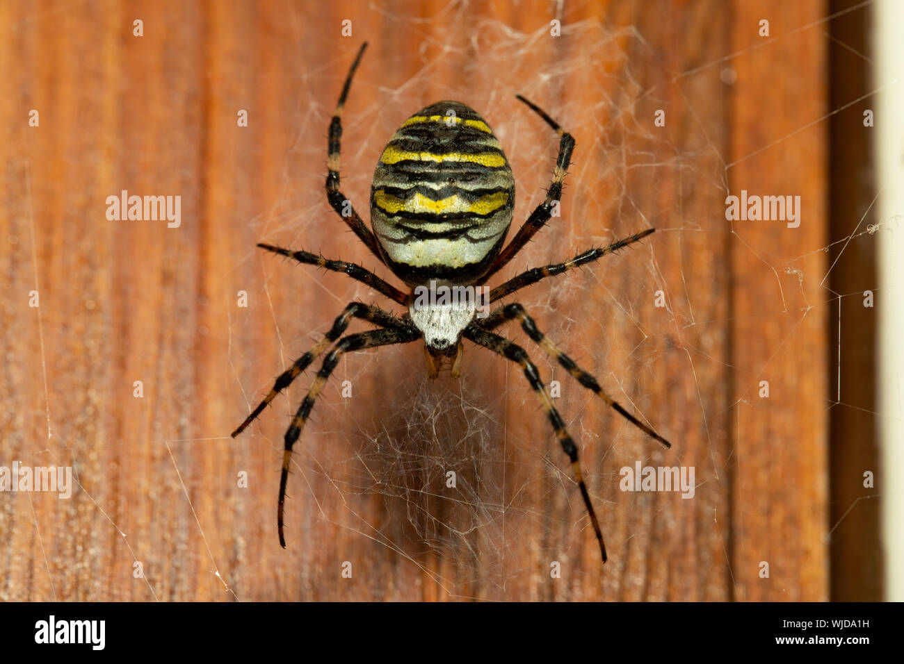 Wasp Spider (Argiope Bruennichi) hängen in der web auf einer Tür Stockfoto