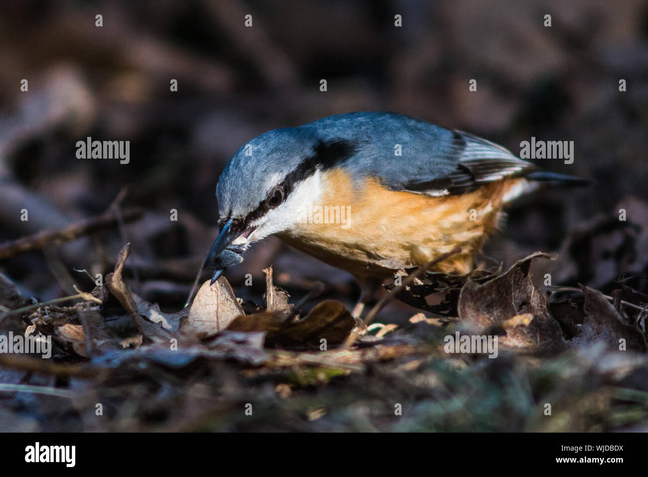 Kleiber auf dem Waldboden, Seitenansicht, Saatgut in den Schnabel. Stockfoto