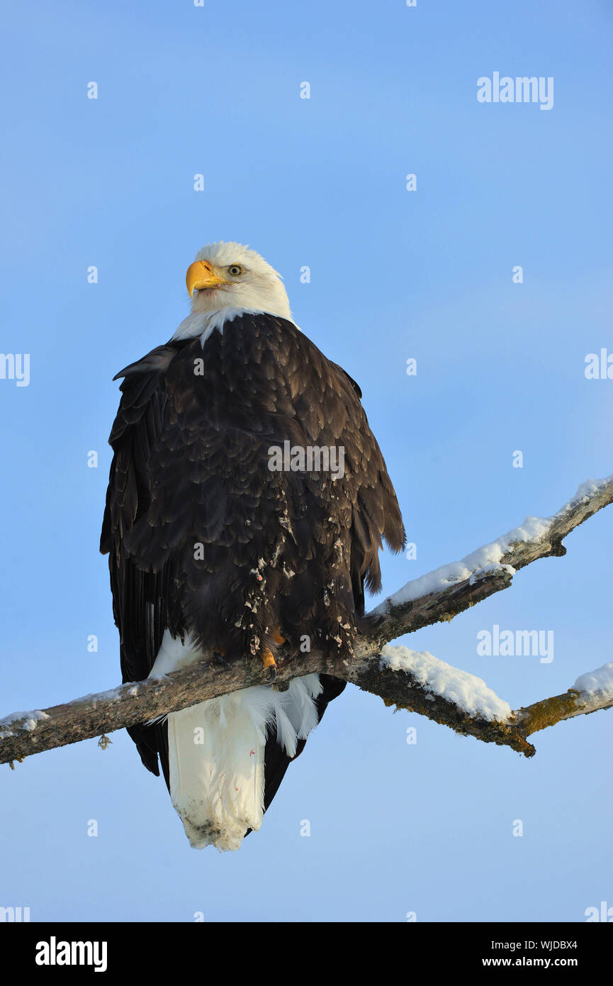 Ein Weißkopfseeadler (Haliaeetus leucocephalus) ist auf einem toten Baum Extremität mit Blick auf den Chilkat River beobachten für Lachs in der chilkat Bald Eagle Pre gehockt Stockfoto