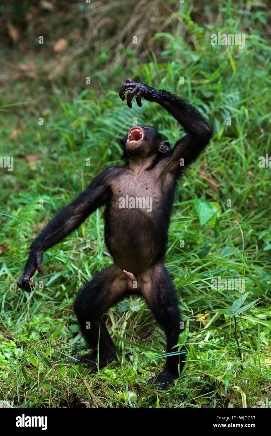 Der Bonobo, Pan paniscus, früher als die Pygmäen Schimpanse und weniger oft, der Zwerg oder grazile Schimpanse, ist ein grosser Affe und eine der beiden sp Stockfoto