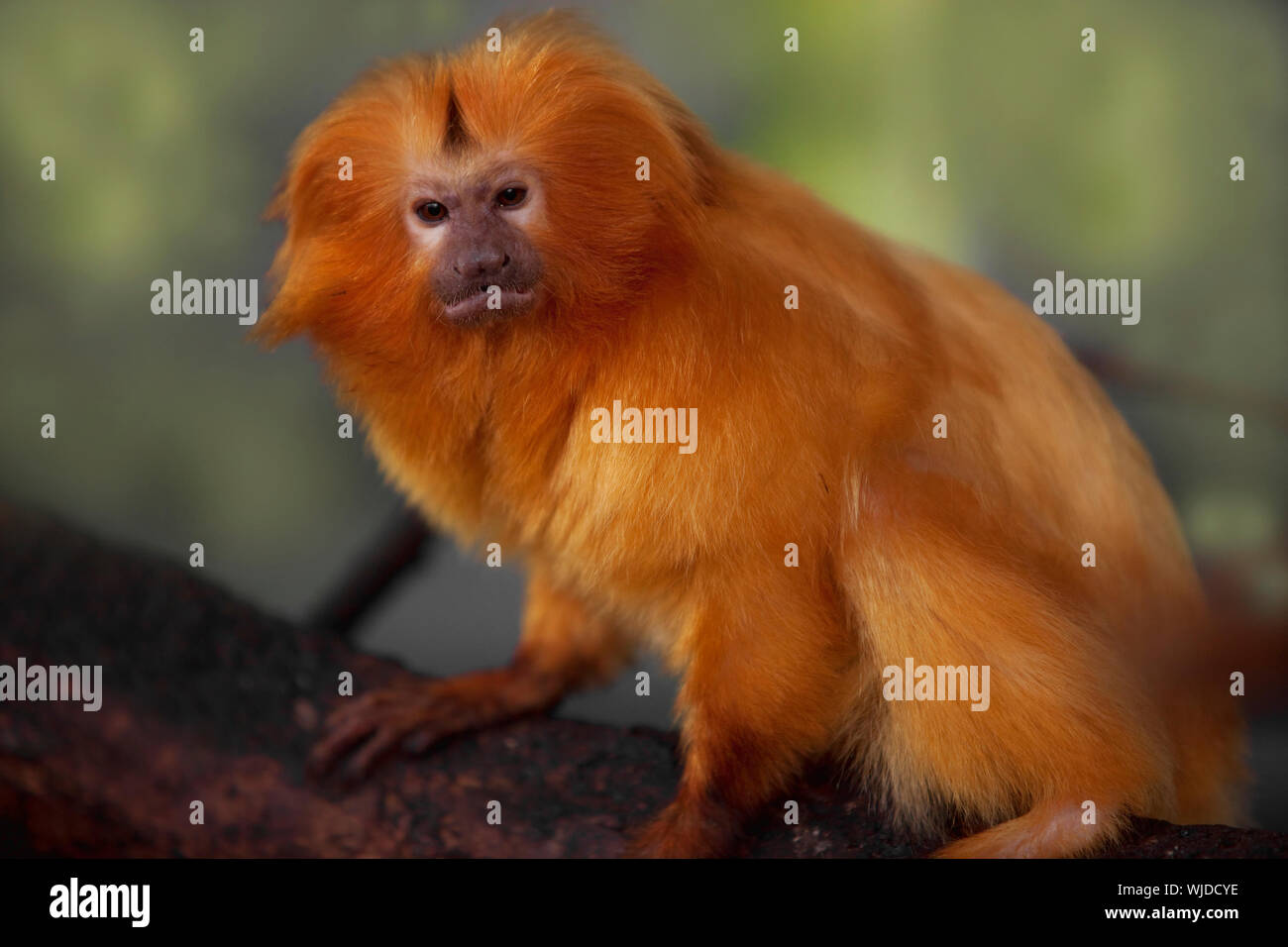 Goldener Löwe Tamarin Stockfoto