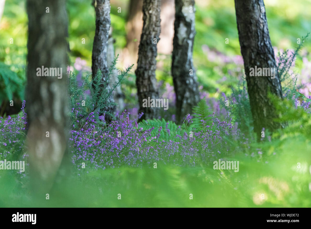 Sommer Wald mit lila Heidekraut. Stockfoto
