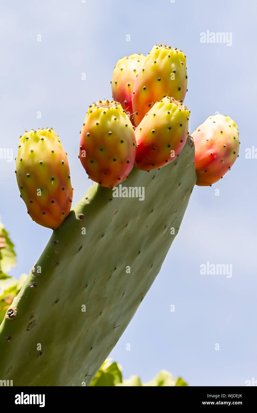 Feigenkakteen mit Obst und Kaktus Stacheln, fichi d'India sind eine  typische Frucht im Sden von Italien, in Apulien, Sizilien wachsende  Stockfotografie - Alamy