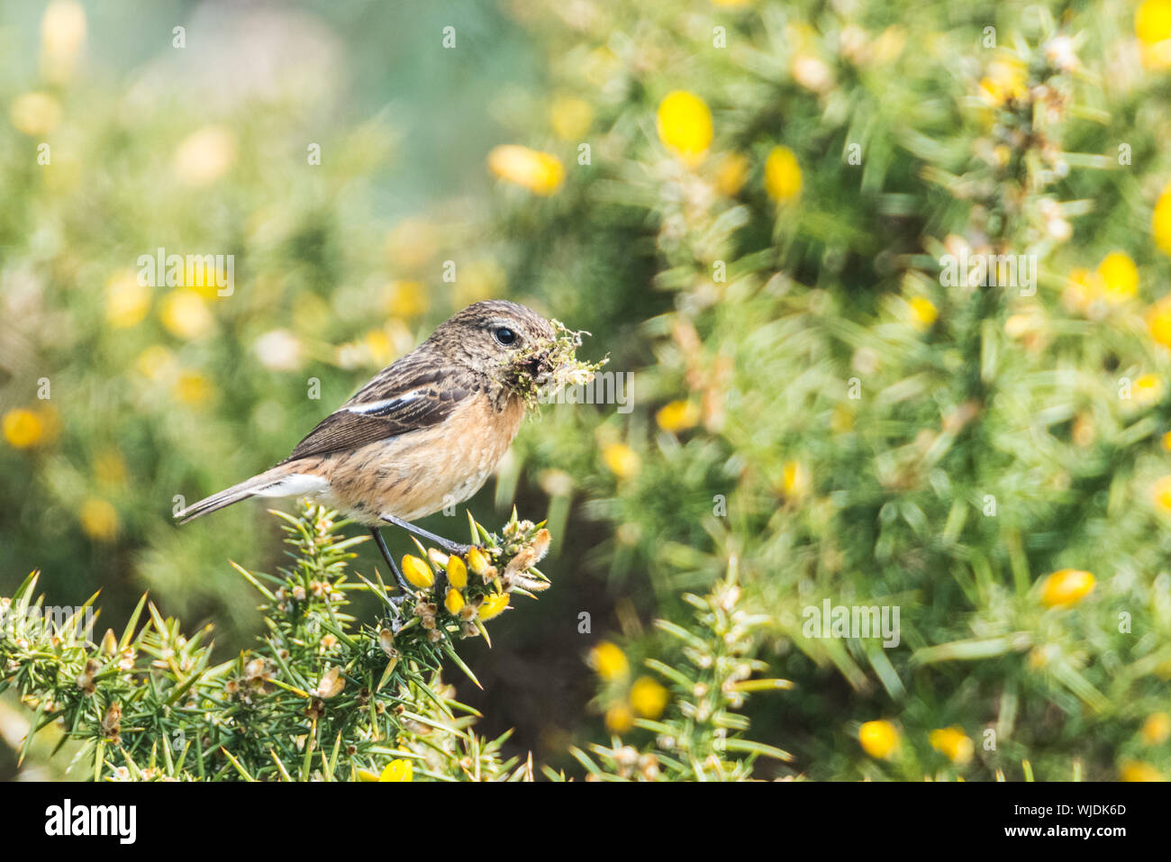 Frau Stein chat auf stechginster mit großen Schnabel von Nesting Material. Stockfoto