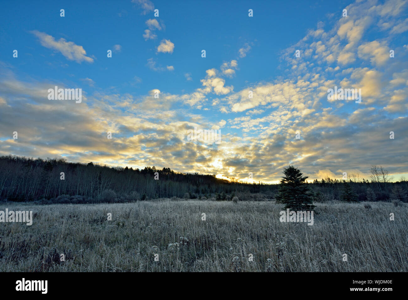 Frost in einem alten - Feld, grössere Sudbury, Ontario, Kanada Stockfoto