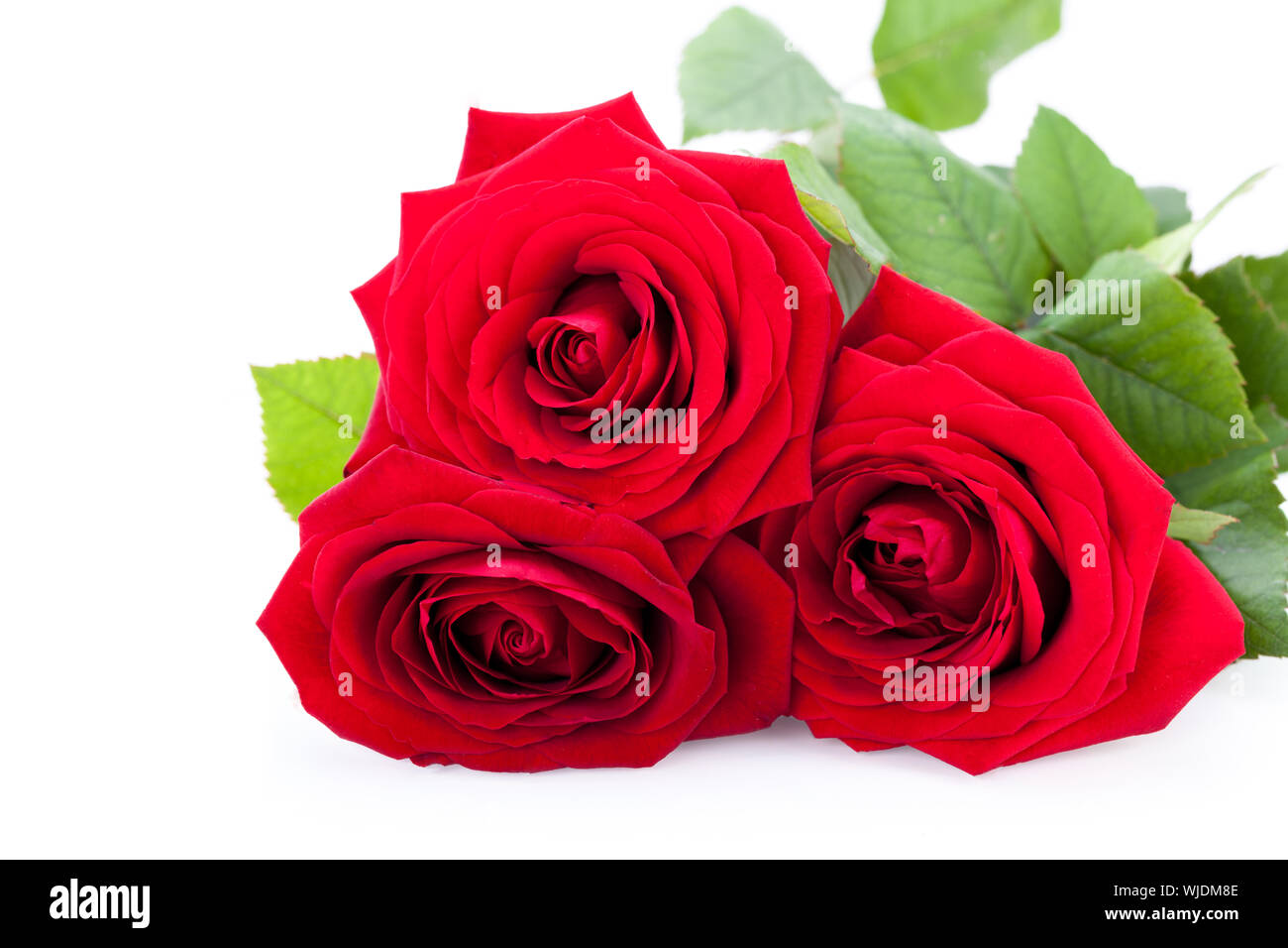 Schöne rote Rose auf weißen bachground isoliert Stockfoto