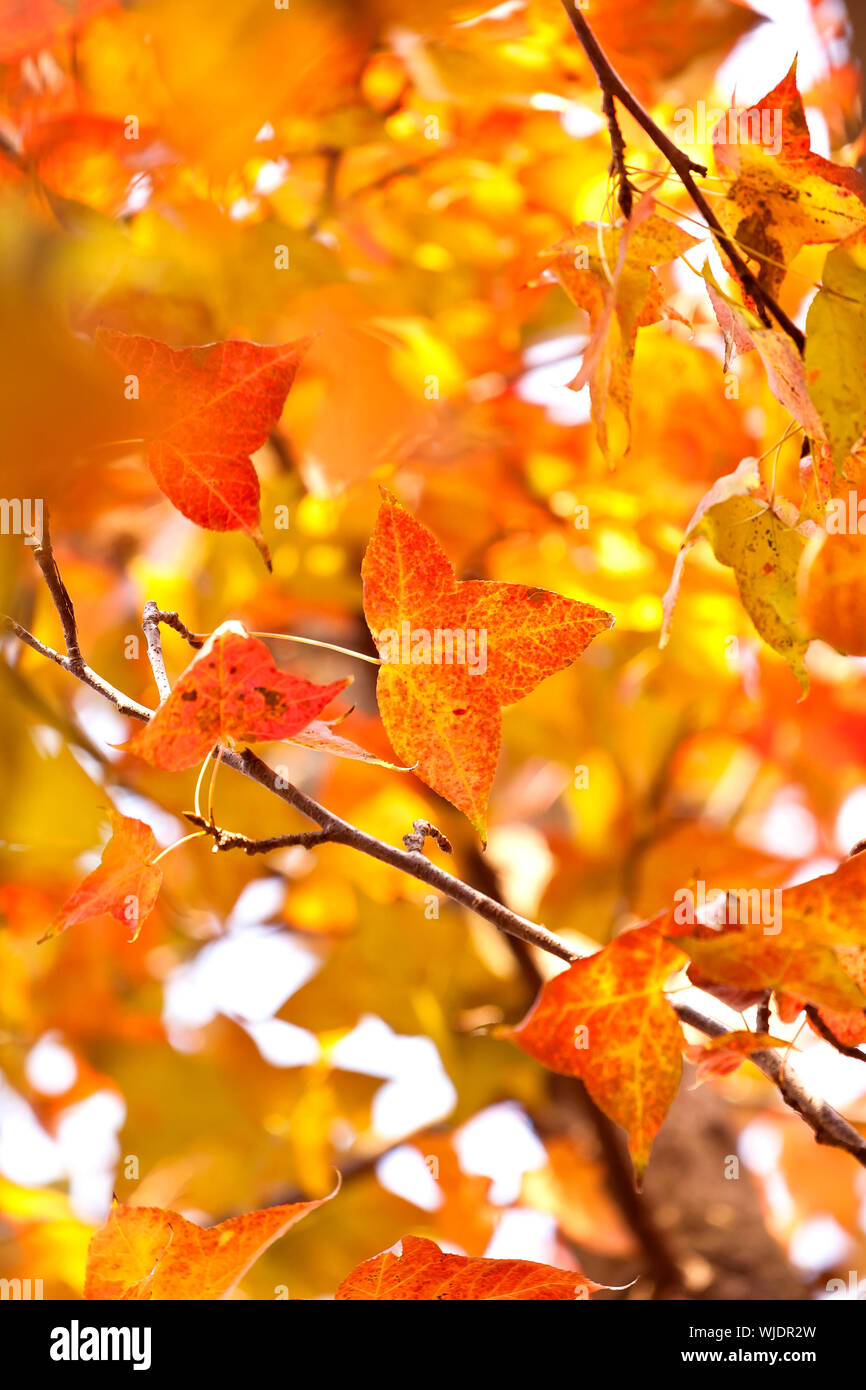 Rotes Laub im Herbst Stockfoto