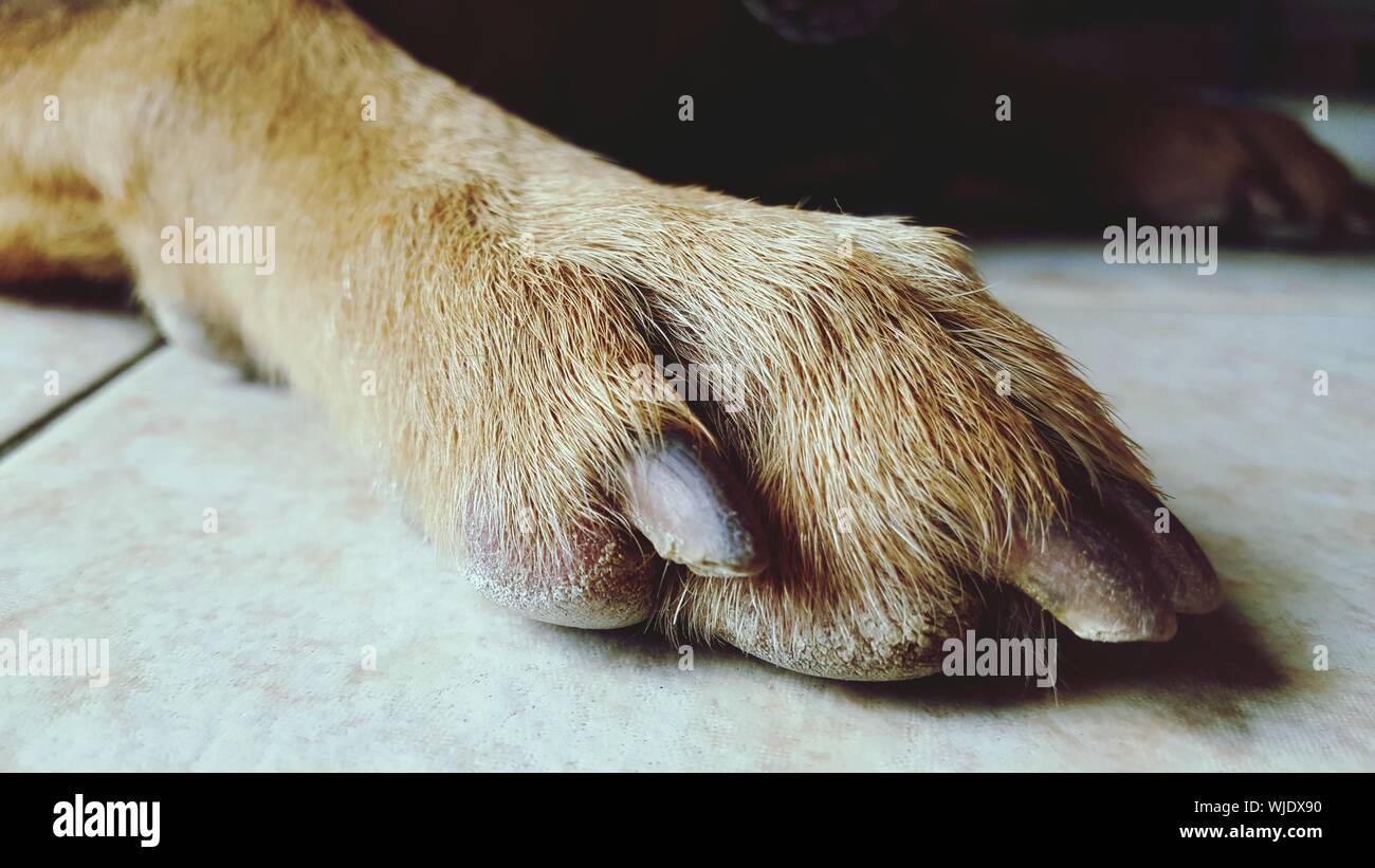 Hundebein und -Bildmaterial in hoher Auflösung – Alamy